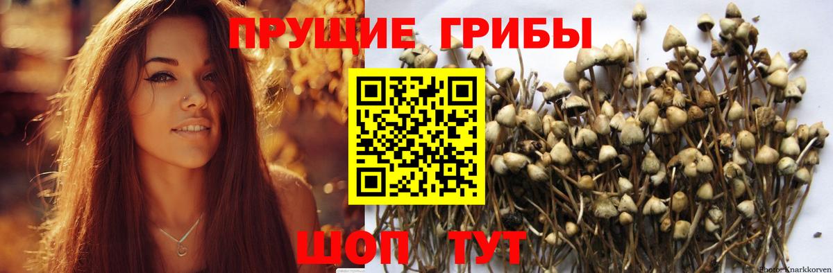 Галлюциногенные грибы Psilocybe Обь